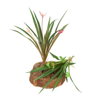 �羳�ٻ����滨35cm�������m����ֲ�������m���҃��b����ϻ��m��