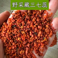 【藏三七蕊】藏区高海拔野采藏三七蕊