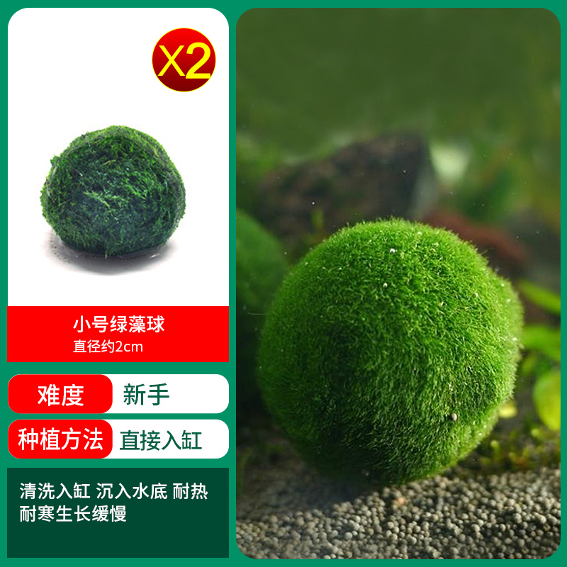 작은 생태 녹조류 공 1개 구매 2개