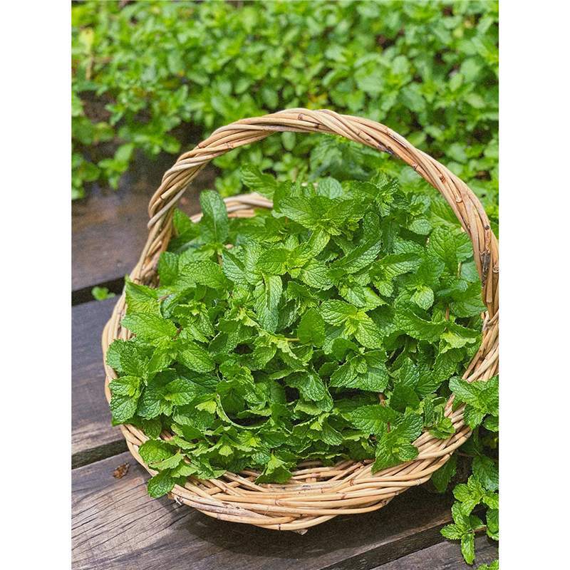 Large Pot of Mint Potted Edible Indoor Desktop Green Plant Large Seedlings Mosquito Repellent Cat Mint Leaves Rosemary Four-Season Herbs