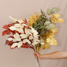 �ɿݴ����~ ��Y�þƵ����~�ӻ�c����Gֲ�Ų廨ɭϵ�ٻ��[��