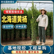 冬青树苗围墙篱笆绿化苗木小叶黄杨行道工程苗北海道流苏法国冬青