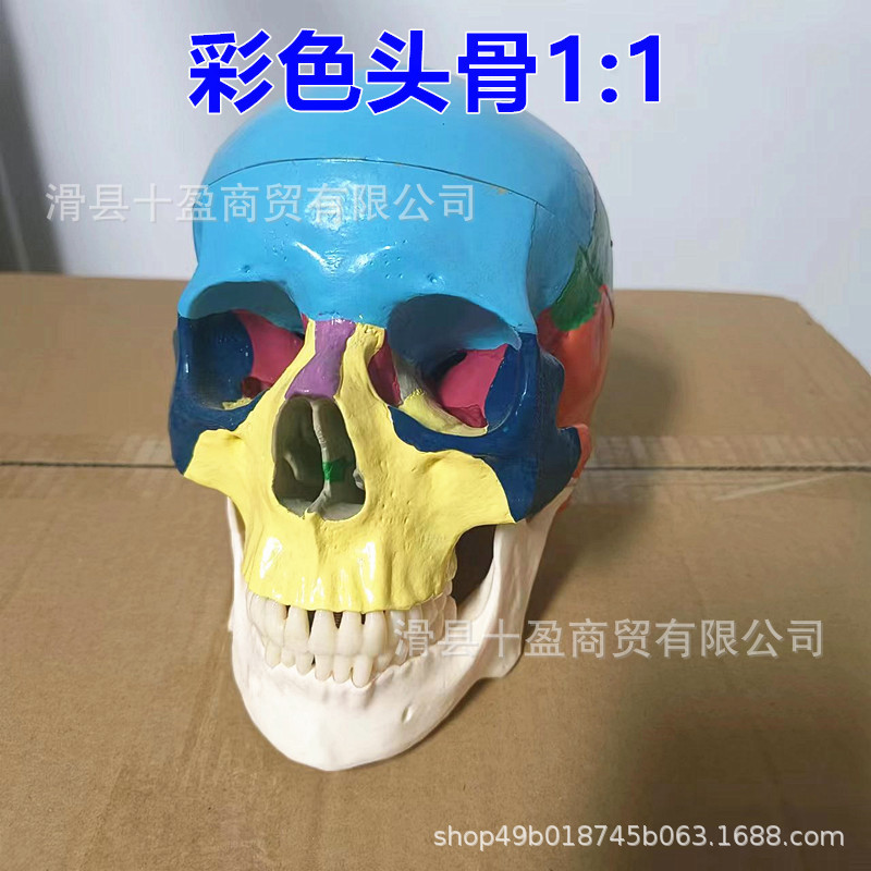 Oral Artificial Colorful Head Model Detachable Dental Teaching Aids Skull Medical Cranium Bone Specimen Head Model Oral Artificial Colorful Head Model Detachable Dental Teaching Aids Skull Medical Cranium Bone Specimen Head Model