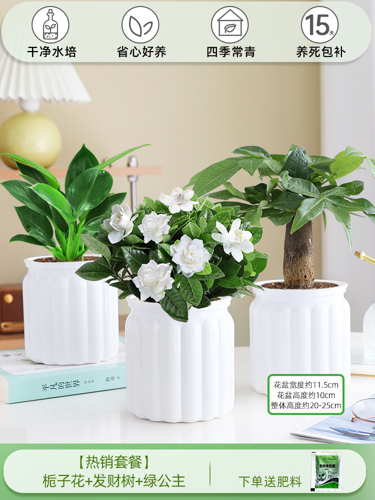 [인기 패키지] 치자나무 + 머니트리 + 그린 프린세스