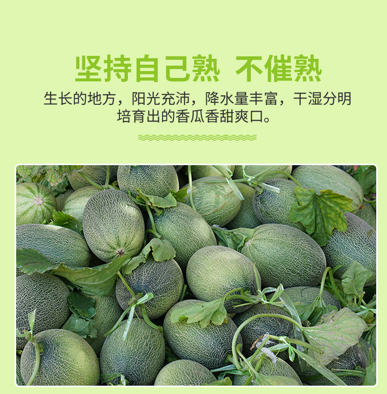 海南哈密瓜_09.jpg