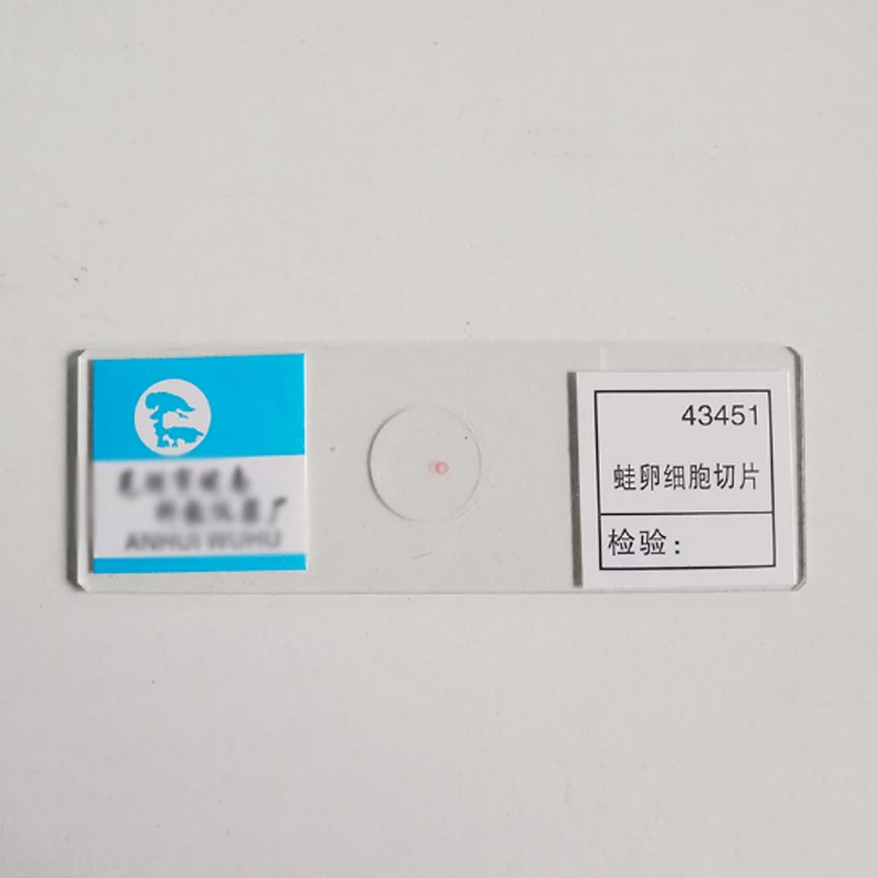 Lát tế bào trứng ếch