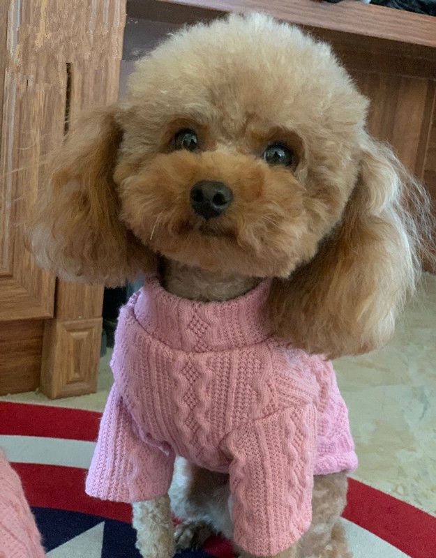 Daily Occasion 1 Piece Spring Autumn Autumn&Winter Simple Style Polyester Solid Color Pet Clothing