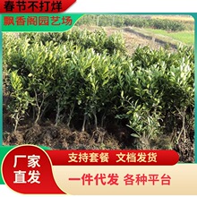 �������Ә����ɳ�ǽ��Ә��������������������Ә���䮔��Y��