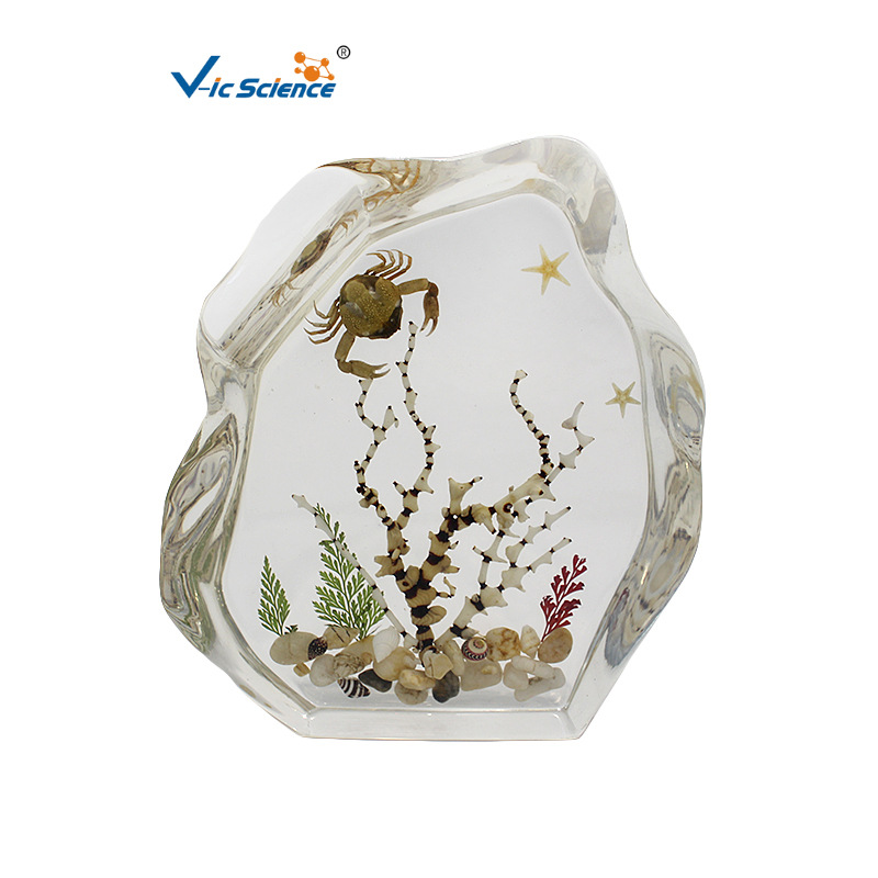 珊瑚海景包埋标本台饰 学校博物馆精美摆件 中小学教学器材