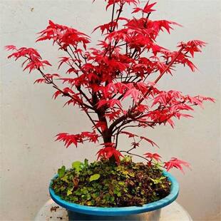 �ձ��t���辰ԭ���t�輧�����Ϙ��ļ�����t�~���҃��̨ͥԺֲ��