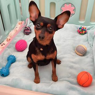 ���NС¹ȮС�Ͳ豭Ȯ������w�������pȮ�o�lȮ��ͥ��HȮ���l