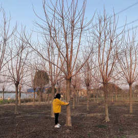 基地批发 重阳木大树苗 秋枫大树乔木绿化树苗 景观工程规格齐全