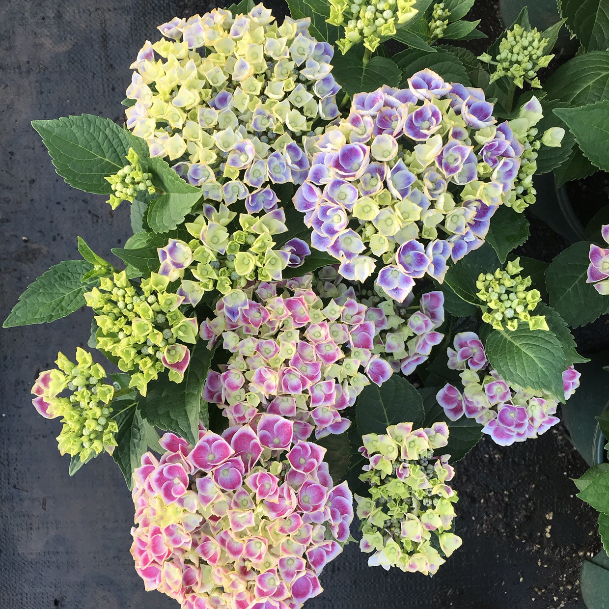蒂沃利绣球盆栽带花苞花手鞠无尽夏庭院室外院子阳台 种苗花卉网