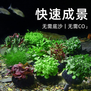 Tiger Ear Small Lump Grass Tank Fish Tank Landscaping Water Grass Field Straight Hair Lazy Hydroponic Oxygenated Freshwater Grass Negative Living Plant