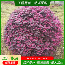 造景园林红花继木球 露地庭院绿化红继木 花卉工程植物红花继苗