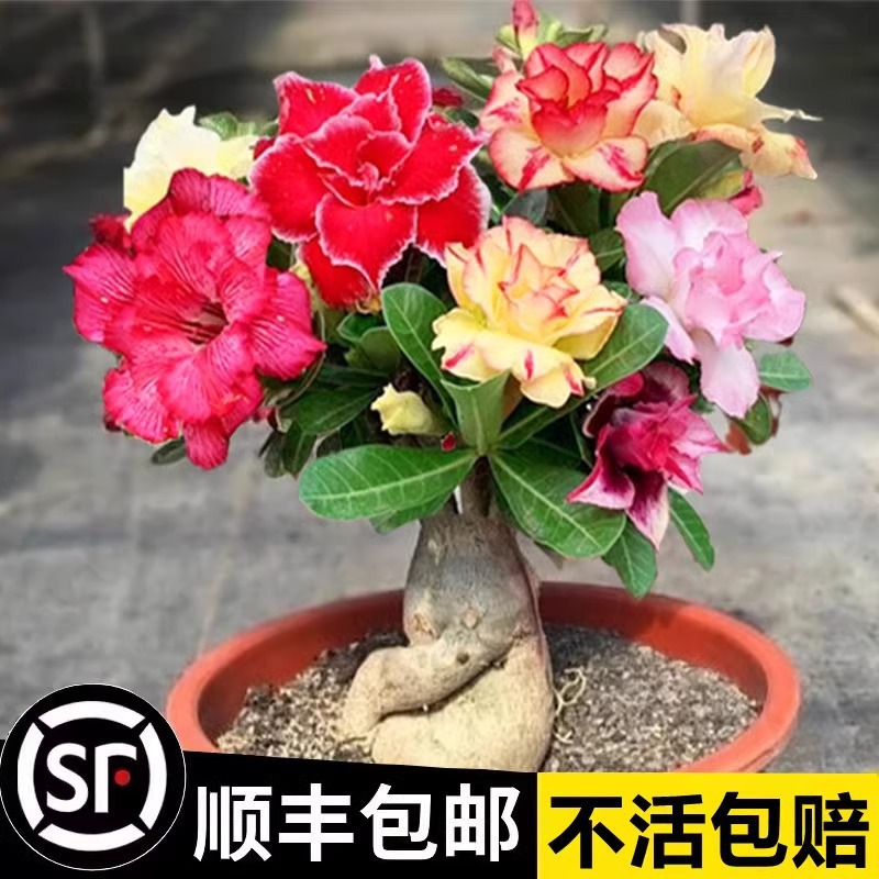 沙漠玫瑰盆栽植物老桩室内客厅重瓣花卉四季开花耐旱好养多肉植物
