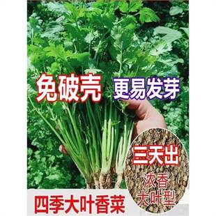 Coriander Seeds, Coriander Seeds, Large-Leaf Seeds, Easy to Grow in All Seasons, Balcony Indoor Potted Seeds, Vegetable Seeds