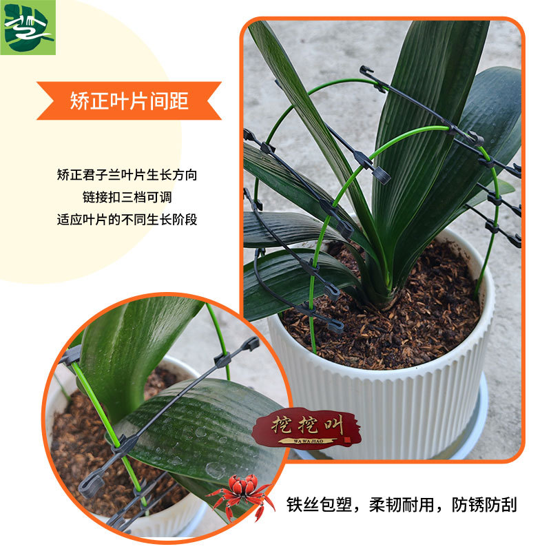 君子兰叶片矫正支架绿植定型支撑工具花卉固定塑形园艺