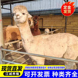 宠物萌宠羊驼活体图片 动物园观赏互动温顺羊驼 动物园羊驼幼崽