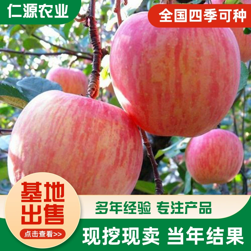 Позднеспелые саженцы яблок Fuji для продажи, выживаемость саженцев 99%, саженцы персиковых яблок, саженцы миниатюрных яблок