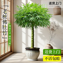 ����������Ϙ��辰���F���_�h��ֲ���҃ȴ��;Gֲ�Ĳ���С�~�{��