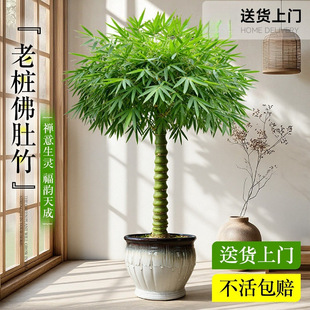 ����������Ϙ��辰���F���_�h��ֲ���҃ȴ��;Gֲ�Ĳ���С�~�{��