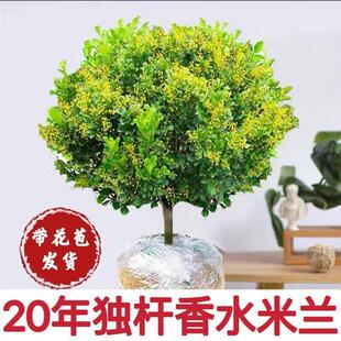 Milan Flower Potted Flower Plant with Buds on a Single Stem, Balcony Blooming in All Seasons, Fragrant and Easy to Maintain, Mosquito Repellent Green Plant