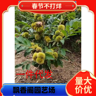 ��������ϱ����ɷNֲ�w���V�����ϴ�t������޽Ӱ�������������