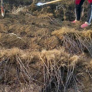 Zanthoxylum Bungeanum Sapling Planting Base Henan Origin Wholesale Dahongpao Zanthoxylum Bungeanum Seedlings for Sale Lion Head Pepper Seedlings