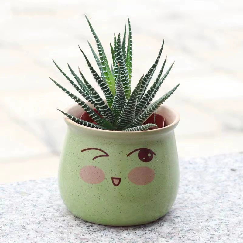 Полосатый суккулентный кактус алоэ для офисного рабочего стола, простой в уходе для небольших горшечных растений, ленивое зеленое растение.