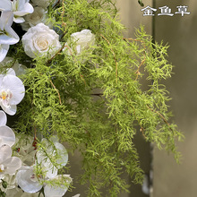 2024�Gɫ�~�ӾGֲ���l���~�ݲ��~���ȼ����~��ɭϵ��Y��׾G�~