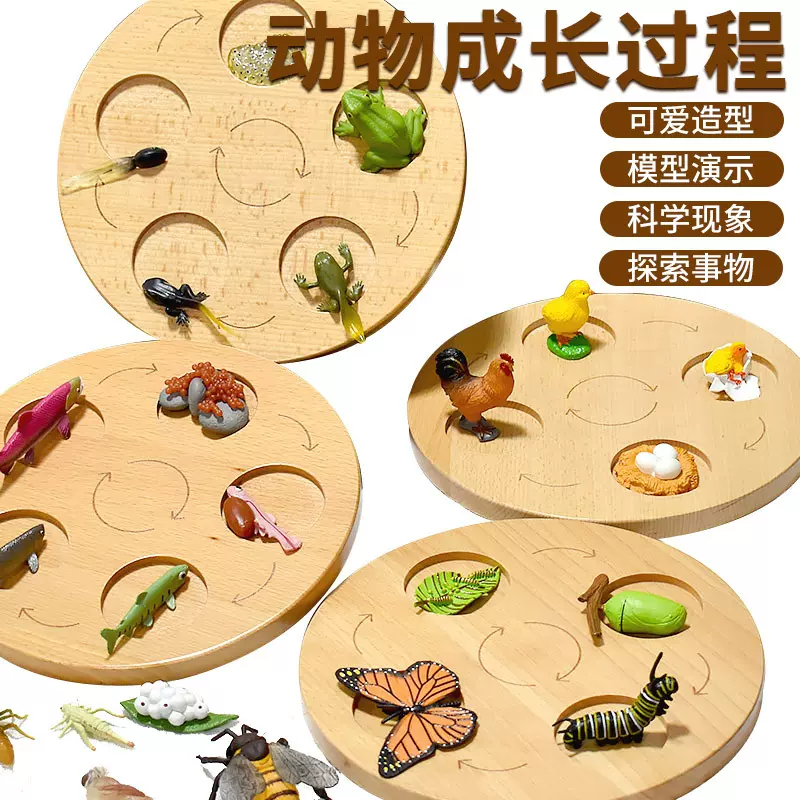 儿童益智动植物生命周期蒙氏进化论认知早教仿真昆虫动物模型玩具