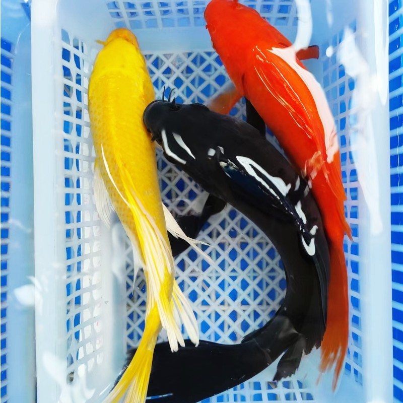 노란색, 검정색, 빨간색 18- 20cm 각 1개