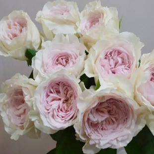 A generation of strawberry milkshake rose flower big seedling potted balcony flower fragrant rose shrub courtyard flowers green plants