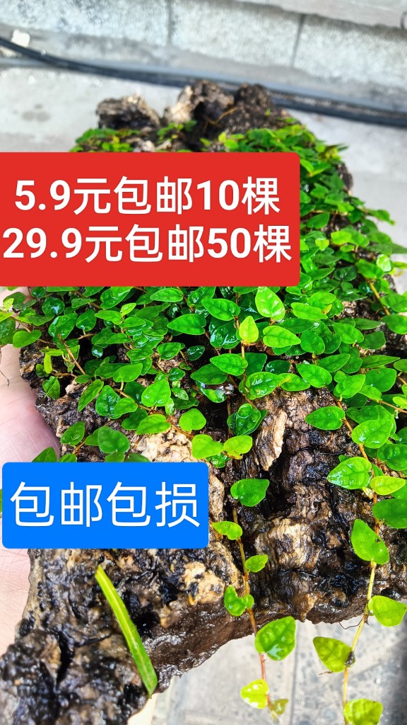 霹雳迷你小叶薜荔掌叶薜荔雨林缸爬藤植物水陆缸植物微景观