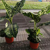 [Base directly batch] Net red plant emperor green pot planting purifience air -resistant transportation green plant can export multiple specifications