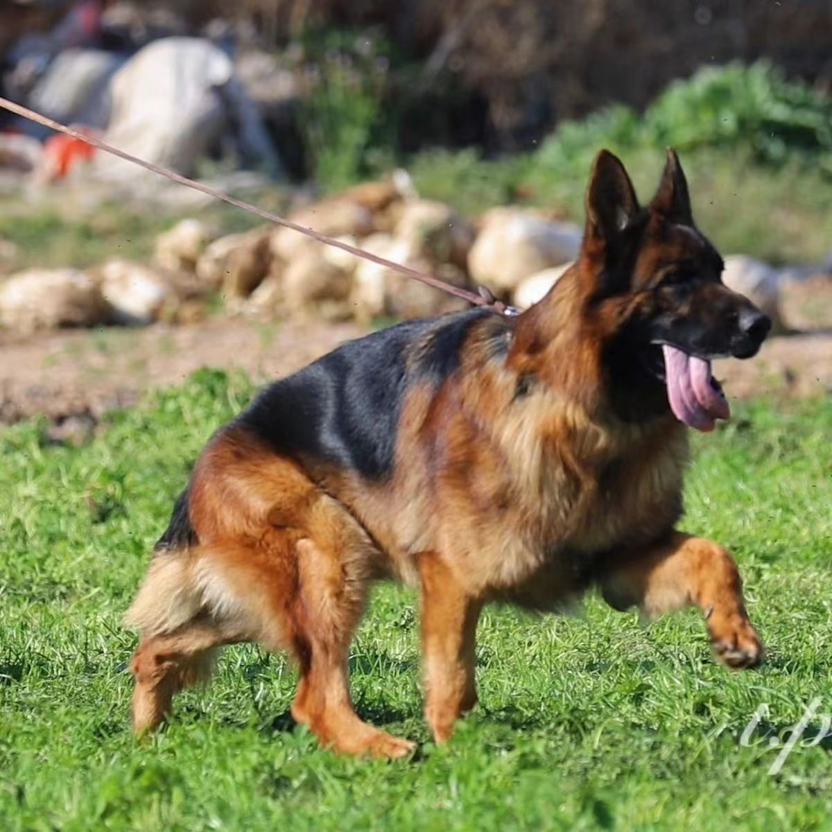 纯种德牧幼犬活物护卫犬德牧幼犬德国牧羊犬幼犬活体德牧幼犬出售