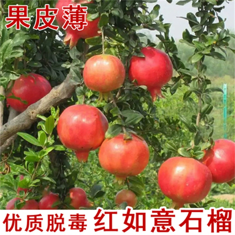 Красные салазки граната Ruyi Zhongnong красные мягкие семена очень большие морозостойкие сладкие гранатовые фрукты горшки для посадки фруктов, которые медвежьи фрукты в одном году