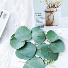 鲜花花农 鲜花花农批发 促销价格 产地货源 阿里巴巴