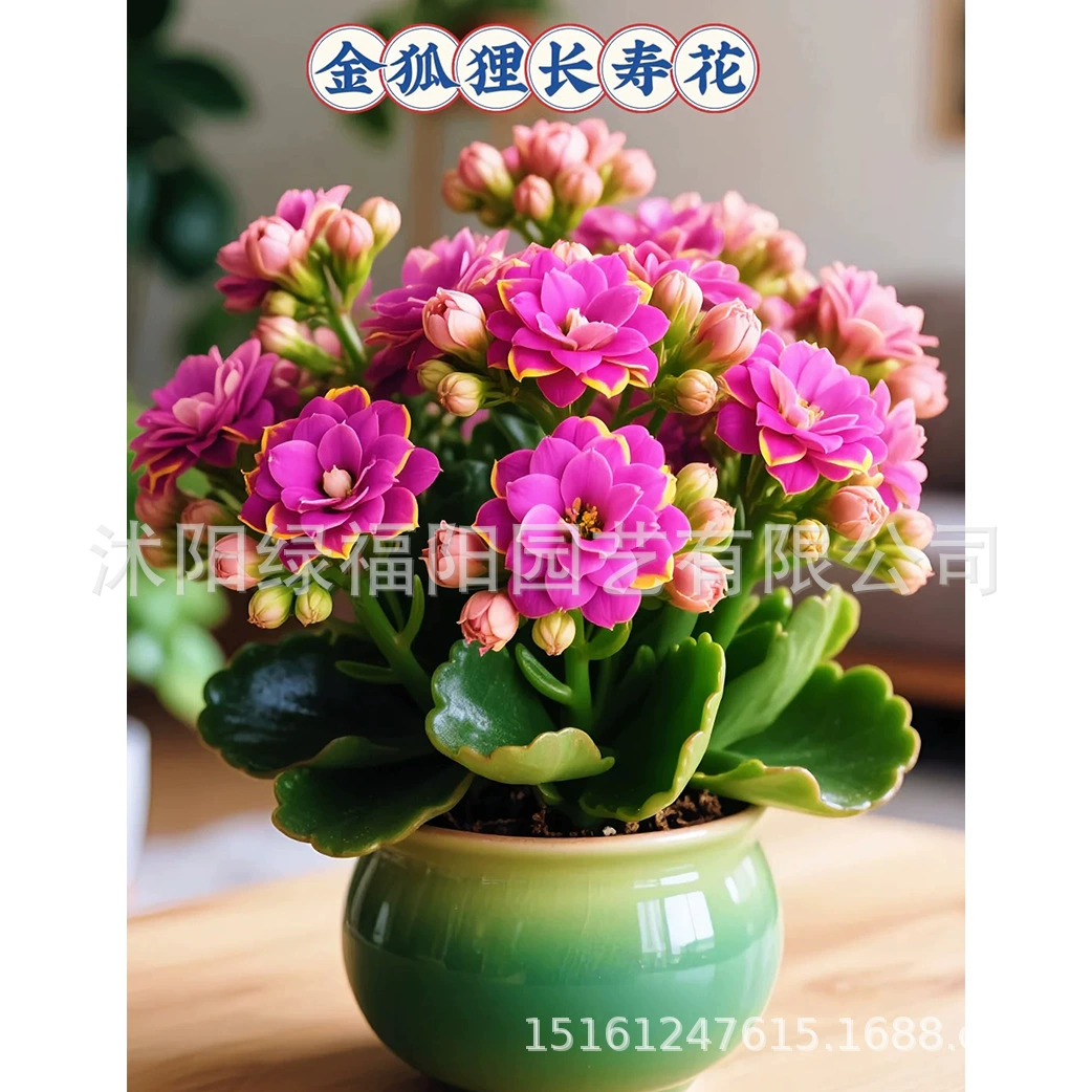 Цветы долголетия в горшках с длинными лепестками