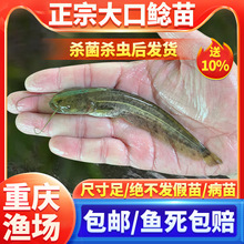 �Ϸ�����T�~�絭ˮ�Bֳʳ�û��w���T���T�~����T��ʳ���X�T�~��