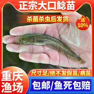 �Ϸ�����T�~�絭ˮ�Bֳʳ�û��w���T���T�~����T��ʳ���X�T�~��