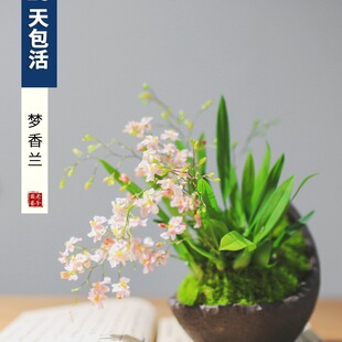 �����m����ˮ��ֲ������m�҃Ȼ����������Ժ��Bֲ���ﶬ�_���Gֲ