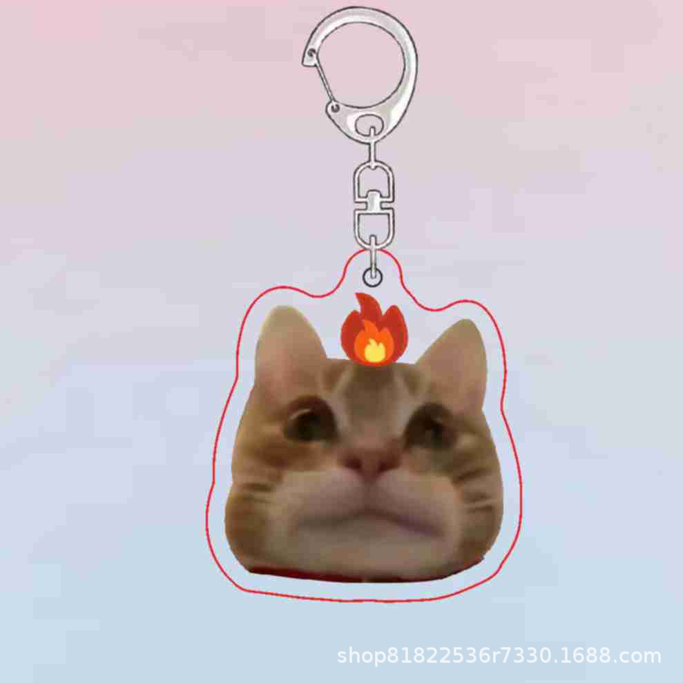 투약 고양이 B6673