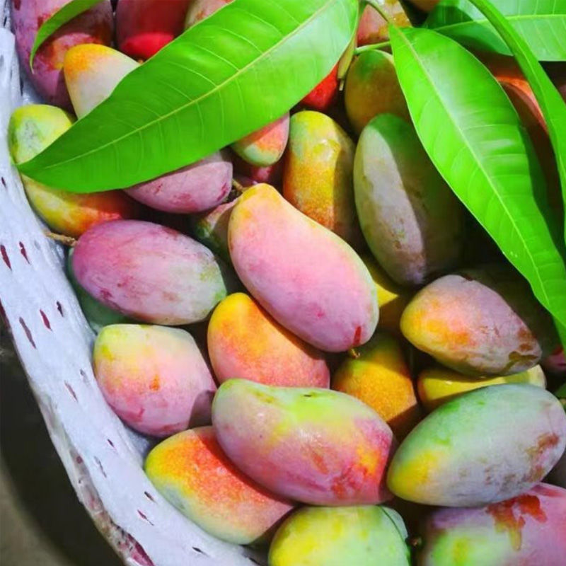 Mango find Hainan Royal Season fresh fruit Hongjinlong Full container Independent Manufactor