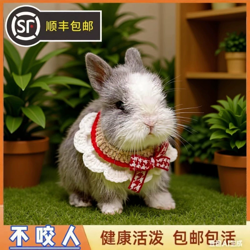 SF Express Live Animals Dwarf Rabbit Live Pet Retail Wholesale Pet Rabbit Lop Rabbit Dodge Rabbit Shipping