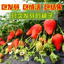 草莓種子 四季室內種植水果種子盆栽庭院陽台蔬菜種子食用水果籽