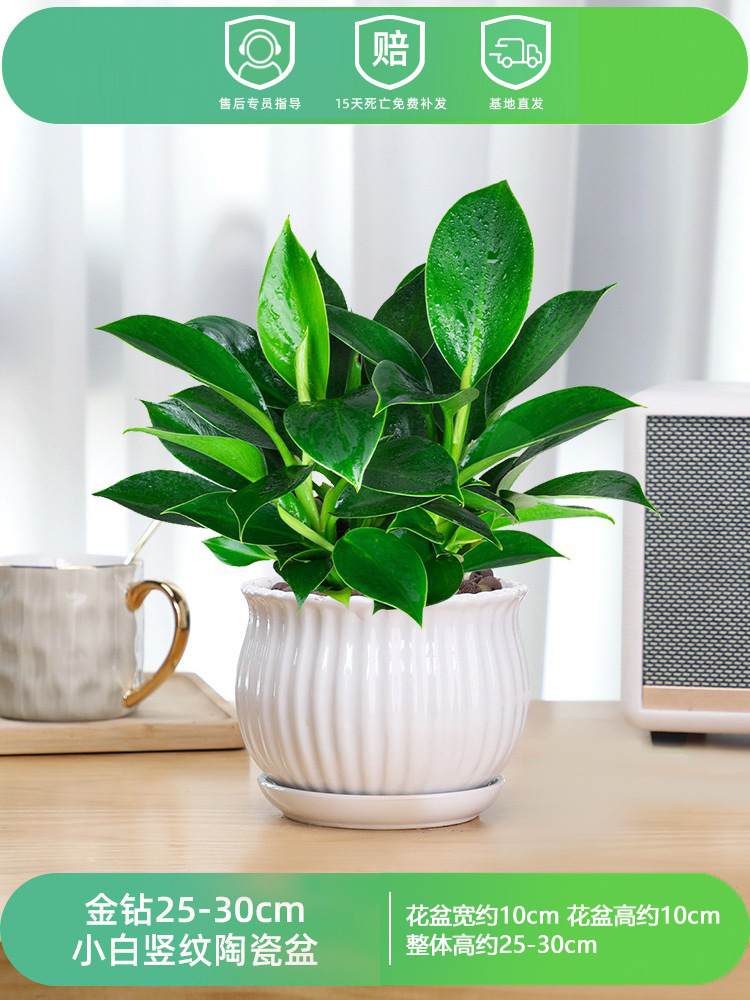 골드 다이아몬드 25-30CM [백색 세로무늬 세라믹] + 영양액