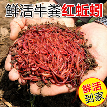 Drtx~Da~~Ұឺڿ~ϴC~ʳ