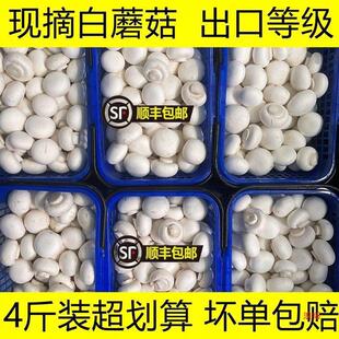 ��Ģ���Fժ�F�l���r��Ģ���p�߹��ڹ��rʳ�ù�